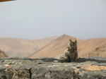 27932 Barbary Ground Squirrel eating.jpg